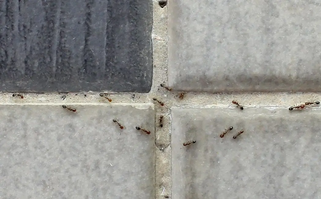 Ekologiczne metody zwalczania mrówek? Czy są skuteczne?