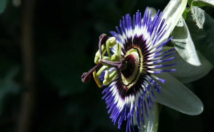 Obraz do artykułu: Męczennica błękitna piękno, które przyciąga pszczoły i zdobi każdy ogród