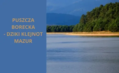 Puszcza Borecka - Dziki klejnot Mazur