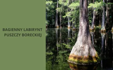 Bagienny labirynt Puszczy Boreckiej. Odkryj z nami bogatą przyrodę mazurskich mokradeł