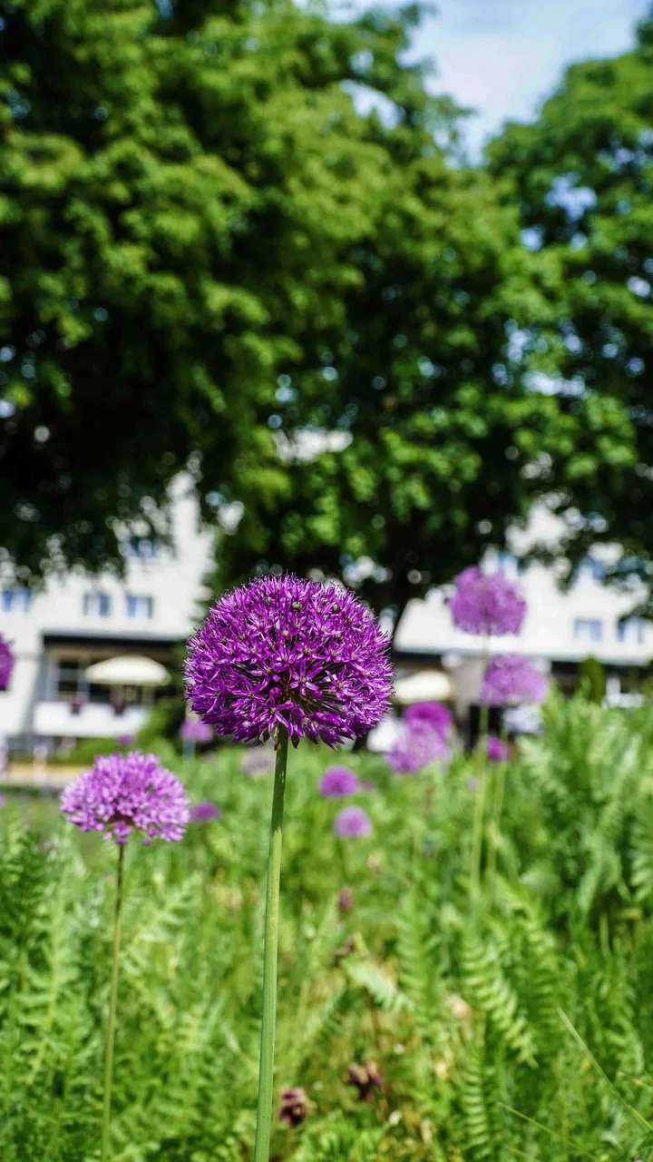 Nowe kwiaty przed Dniem Mamy. W Giżycku ruszyły miejskie nasadzenia