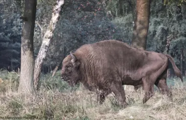 Żubr zaatakował ciężarną kobietę w Puszczy Boreckiej. Ratował ją śmigłowiec LPR