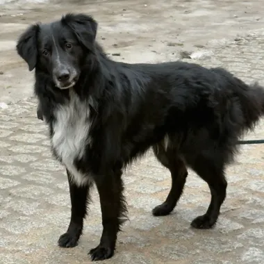 Salto czeka na dom – gmina Ryn szuka dla niego opiekuna